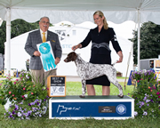 OWNER-HANDLED BEST IN SHOW - SUNDAY